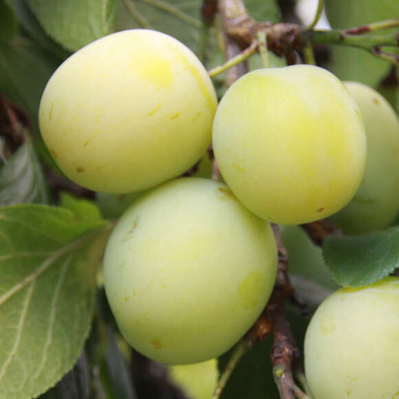 Prunus domestica 'Große Grüne Ringlotte': Bild 1/3 Prunus domestica 'Große Grüne Ringlotte': Bild 1/3