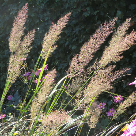 Calamagrostis brachytricha: Bild 2/6