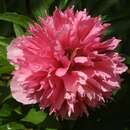 Paeonia officinalis 'Rosea Plena' - Bauernpfingstrose