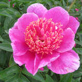 Paeonia lactifl. 'Neon' - Pfingstrose