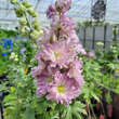 Delphinium cult.'Delgenius Juliett': Bild 2/2