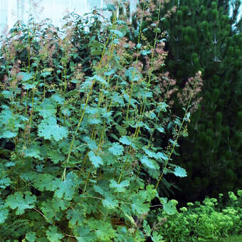 Macleaya microcarpa 'Coral Plume'