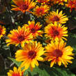 Heliopsis helianthoides 'Funky Spinner': Bild 1/4