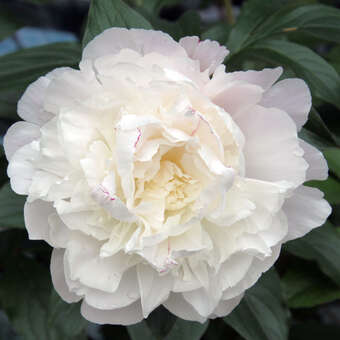 Paeonia lactiflora 'Festiva Maxima': Bild 4/5