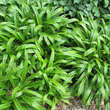 Carex plantaginea: Bild 2/3