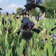 Iris germanica 'Black Dragon': Bild 1/2