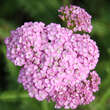 Achillea millefolium 'Appleblossom': Bild 4/4