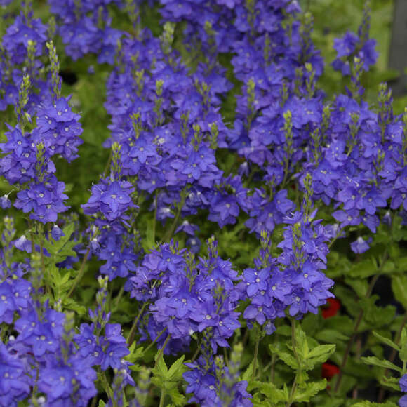 Veronica austriaca 'Knallblau': Bild 2/5 Veronica austriaca 'Knallblau': Bild 2/5