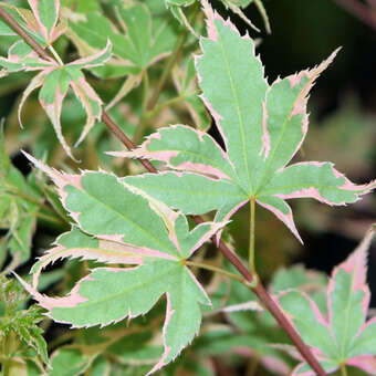 Acer palmatum 'Beni-shichi-henge'