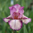 Iris germanica 'Rancho Rose': Bild 1/3