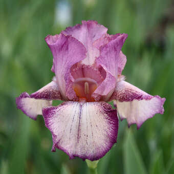 Iris germanica 'Rancho Rose'