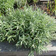 Salvia ringens: Bild 3/3