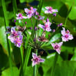 Butomus umbellatus: Bild 1/2