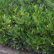 Prunus laurocerasus 'Otto Luyken': Bild 1/9
