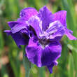 Iris sibirica 'Ruffled Velvet': Bild 3/3