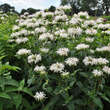 Monarda 'Bee Bright': Bild 3/3