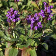 Prunella grandiflora: Bild 3/3