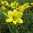 Hemerocallis 'Green Flutter': Bild 2/4