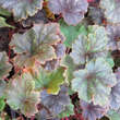 Tellima grandiflora 'Moorblut': Bild 1/1
