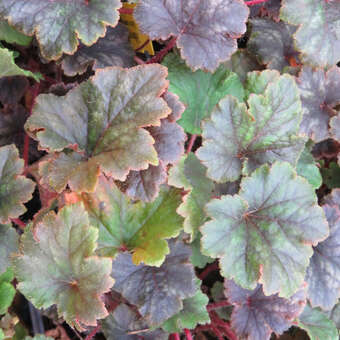 Tellima grandiflora 'Moorblut'