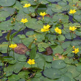 Nymphoides peltata - Seekanne