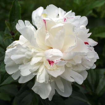 Paeonia lactiflora 'Festiva Maxima': Bild 5/5
