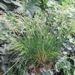 Deschampsia caespitosa 'Palava': Bild 3/3