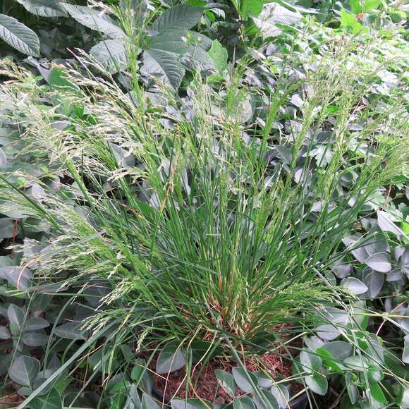 Deschampsia caespitosa 'Palava': Bild 3/3 Deschampsia caespitosa 'Palava': Bild 3/3