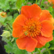 Geum coccineum 'Cooky': Bild 1/2