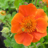 Geum coccineum 'Cooky' - Nelkenwurz