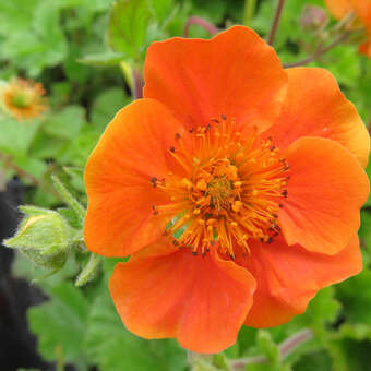 Geum coccineum 'Cooky'