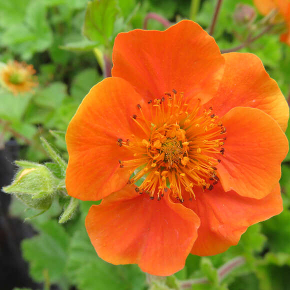 Geum coccineum 'Cooky': Bild 1/2 Geum coccineum 'Cooky': Bild 1/2