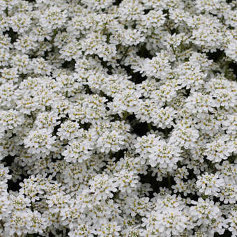 Iberis sempervirens 'Fischbeck: Bild 2/2