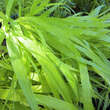Hakonechloa macra 'All Gold': Bild 2/3