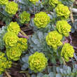 Euphorbia myrsinites: Bild 1/2