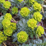 Euphorbia myrsinites - Walzen-Wolfsmilch