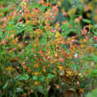 Epimedium warleyense: Bild 1/3
