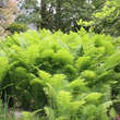 Matteuccia pensylvanica: Bild 7/8