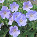 Geranium wallichianum 'Azure Rush' - Storchschnabel