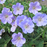 Geranium wallichianum 'Azure Rush' - Storchschnabel