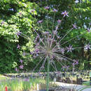 Allium schubertii - Sternspeier-Lauch