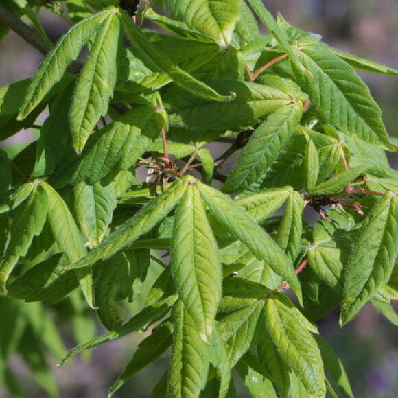 Acer triflorum: Bild 1/7