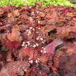 Heuchera 'Fire Alarm': Bild 1/2