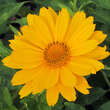 Heliopsis helianth. 'Lehnhof': Bild 3/4