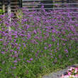 Verbena bonariensis: Bild 4/8