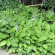 Hosta 'Undulata Erromena': Bild 1/1