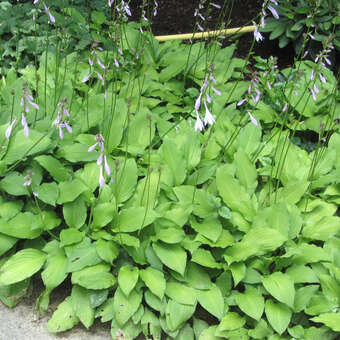 Hosta 'Undulata Erromena'