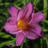 Hemerocallis 'Summer Wine' - Taglilie