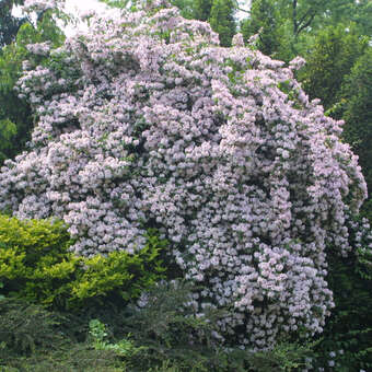 Kolkwitzia amabilis