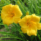 Hemerocallis 'Stella de Oro' - Taglilie